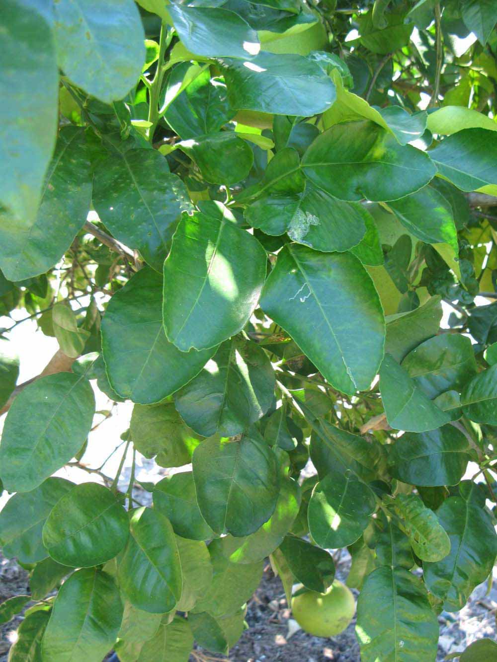              Shade leaves (Large Pink, Winter Haven,   FL)   